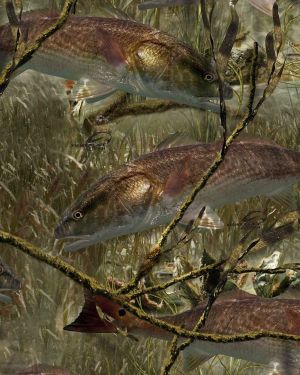 Fishoflage Redfish Camouflage