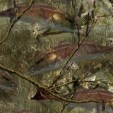 Fishoflage-Redfish-Camo-thumb.jpg