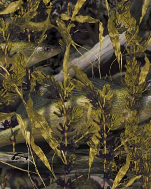 Fishoflage Walleye Camouflage