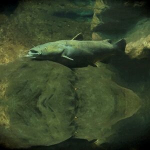 Flathead Catfish 22