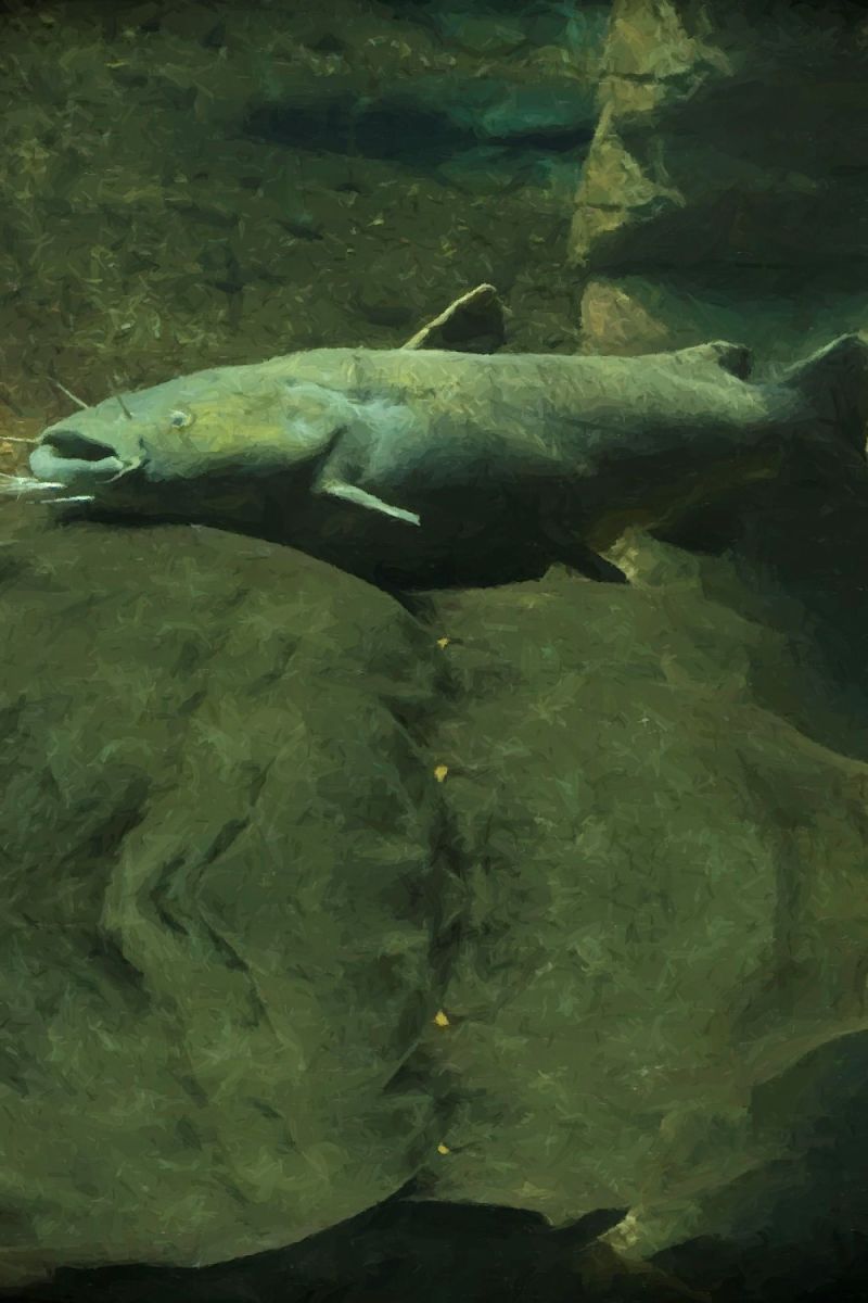 Flathead Catfish 22