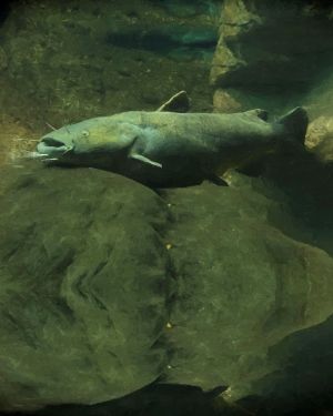 Flathead Catfish 22