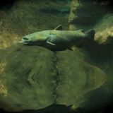 Flathead-Catfish-22.jpg