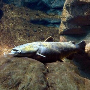 Flathead Catfish 23