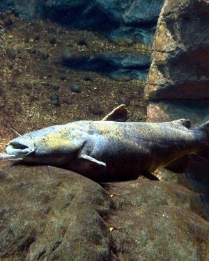 Flathead Catfish 23