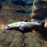 Flathead-Catfish-23.jpg