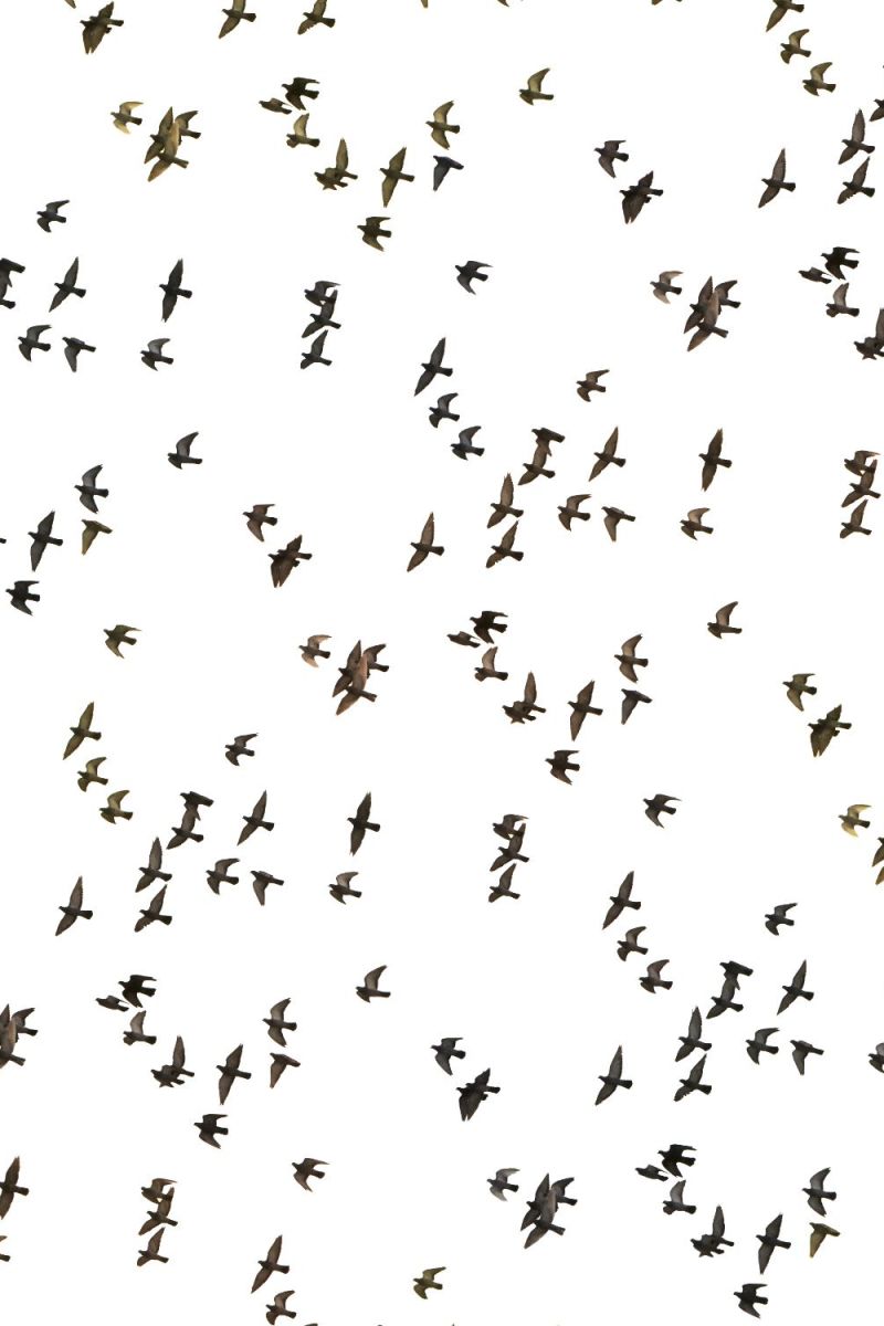 Flock of Birds