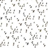 Flock-of-Birds.jpg