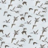 Flock-of-Birds-thumb.jpg
