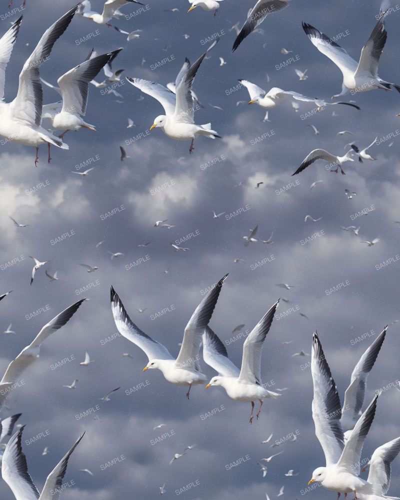 Flock of Seagulls