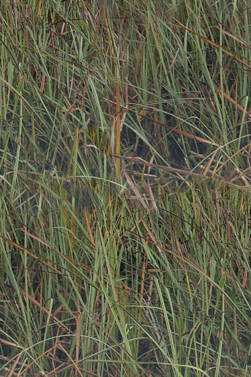 Florida Everglades 22 Camouflage