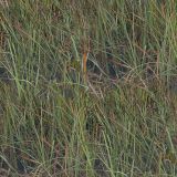 Florida-Everglades-22-Camo.jpg