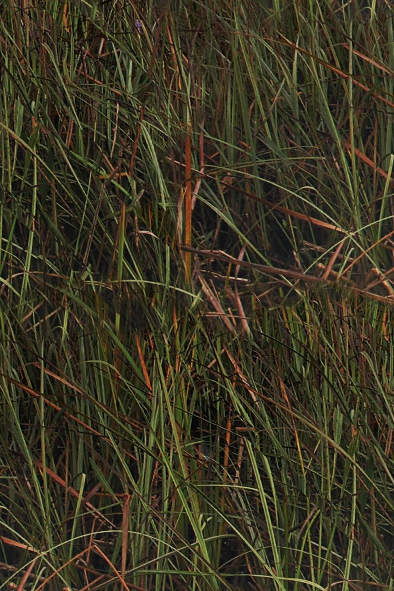 Florida Everglades 23 Camouflage