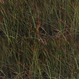 Florida-Everglades-23-Camo.jpg