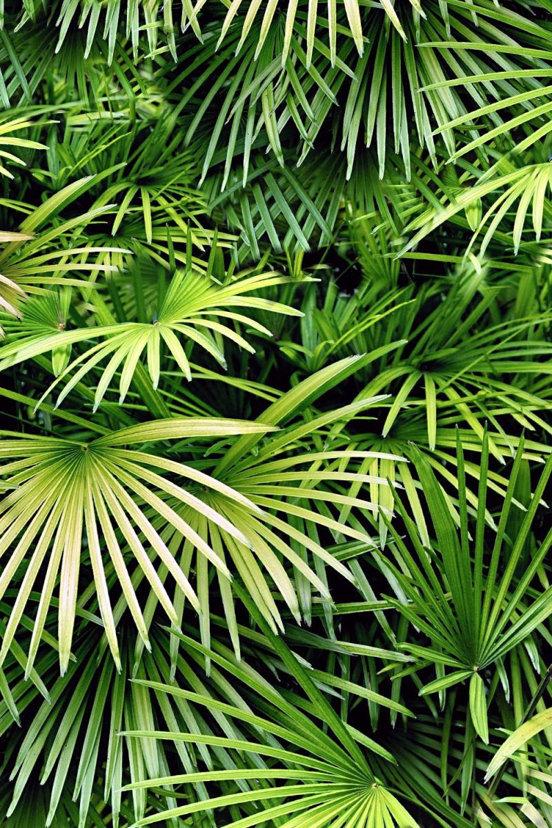Florida Palmetto 22 Camouflage