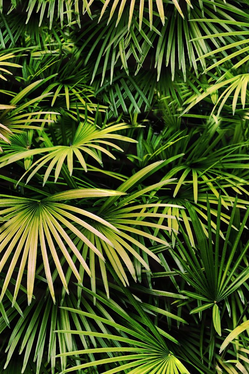 Florida Palmetto 23 Camouflage