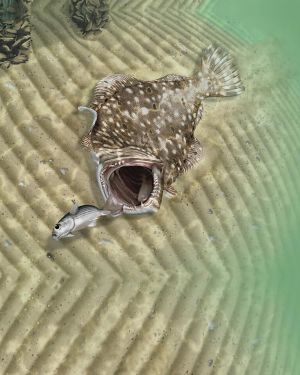 Flounder 22