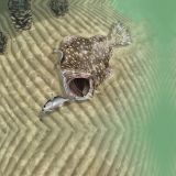 Flounder-22.jpg