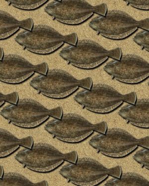Flounder 23