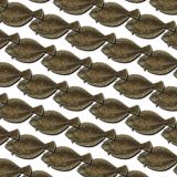 Flounder-24.jpg