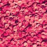 Flower-Petals-22.jpg