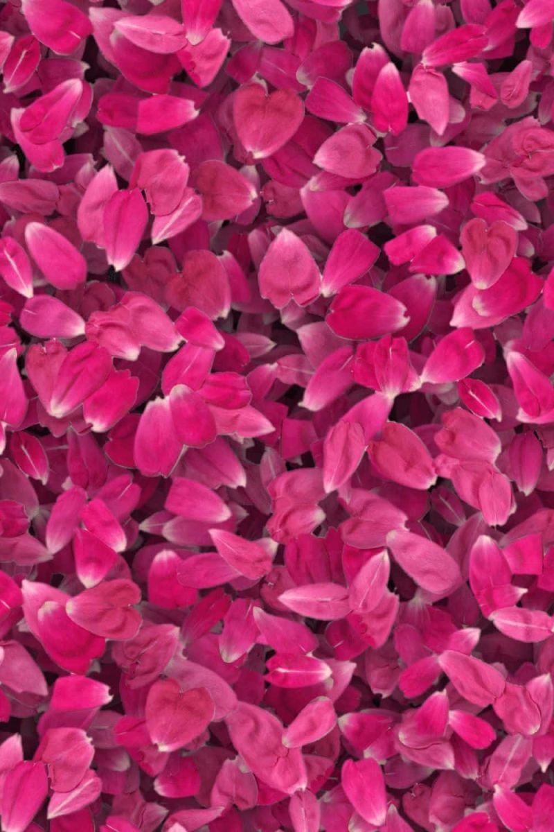 Flower Petals 23