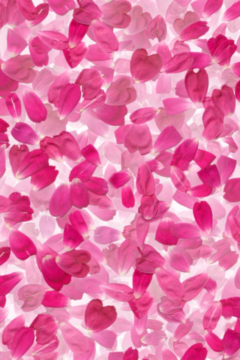 Flower Petals 24