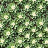Flowering-Ground-Cover.jpg