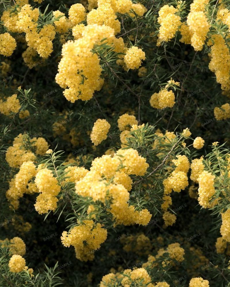 Flowering Mesquite Tree