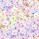 Flowers-42.jpg