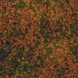 Forestry-Camo-thumb.jpg