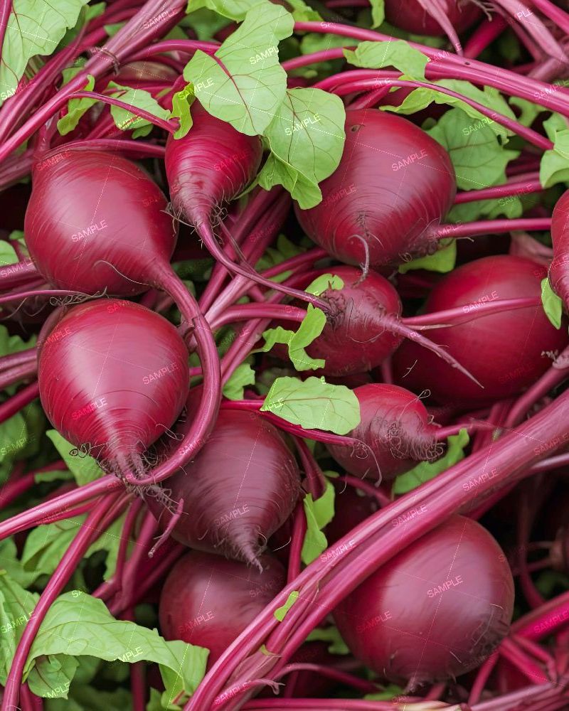Fresh Beets