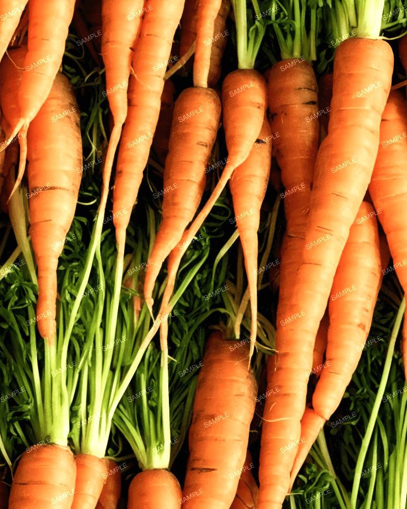 Fresh Carrots