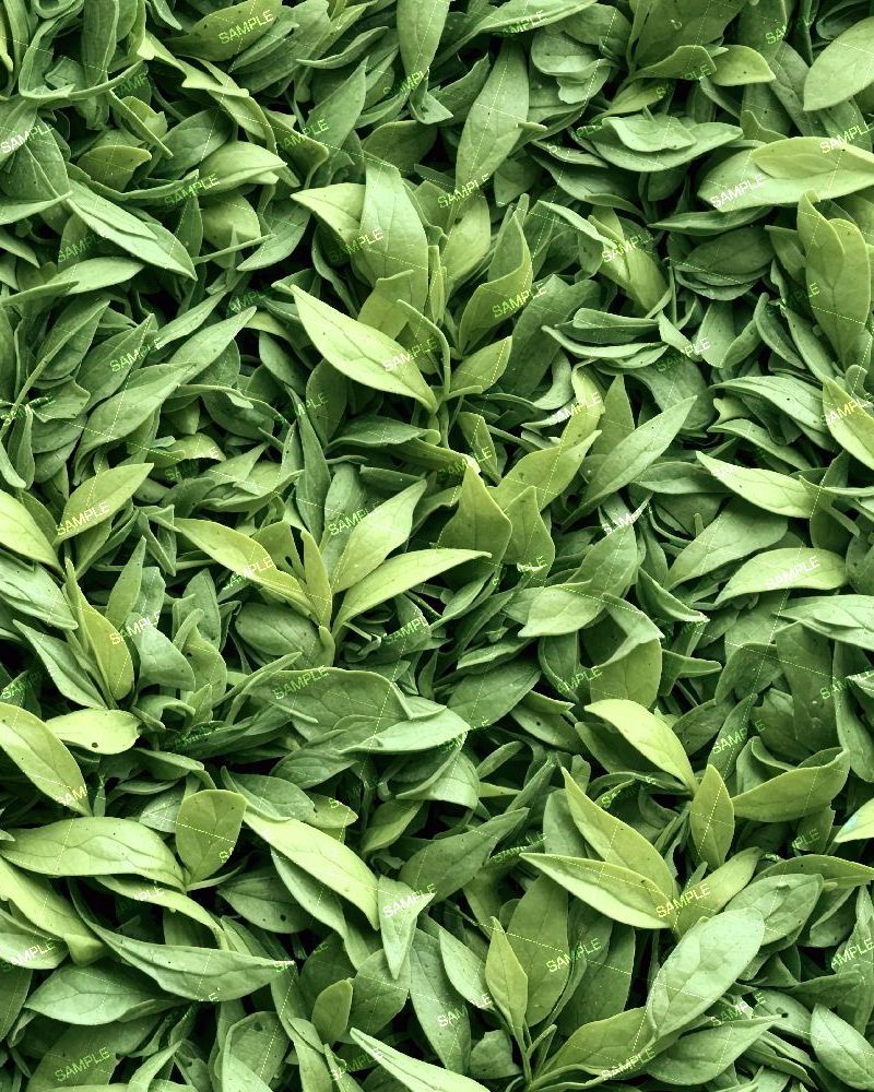 Fresh Cut Green Tea Leaves