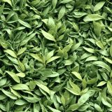 Fresh-Cut-Green-Tea-Leaves.jpg