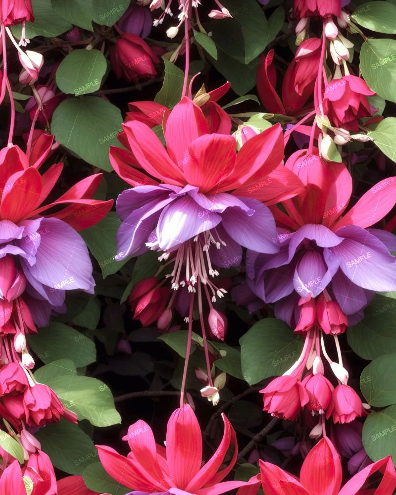 Fuchsia Flowers