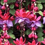 Fuchsia-Flowers.jpg