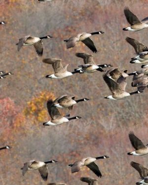 Gaggle of Geese