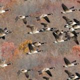Gaggle-of-Geese.jpg