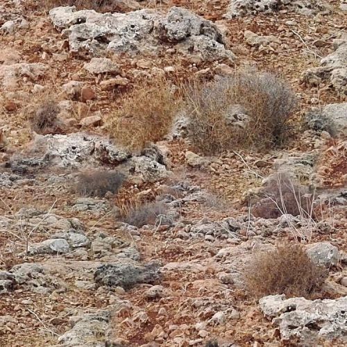 Galt’s Gulch Camouflage