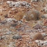 Galts-Gulch-Camo-thumb.jpg