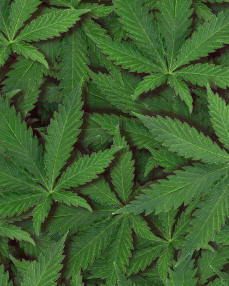 Ganja Leaves