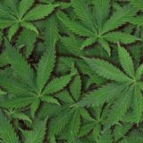 Ganja-Leaves.jpg