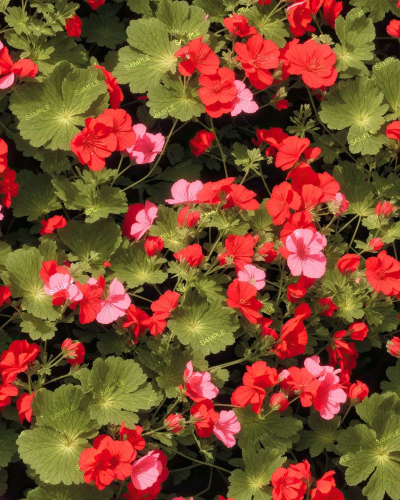 Geraniums 22