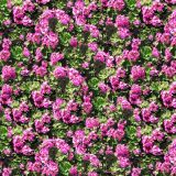 Geraniums.jpg