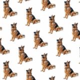 German-Shepherds-22.jpg