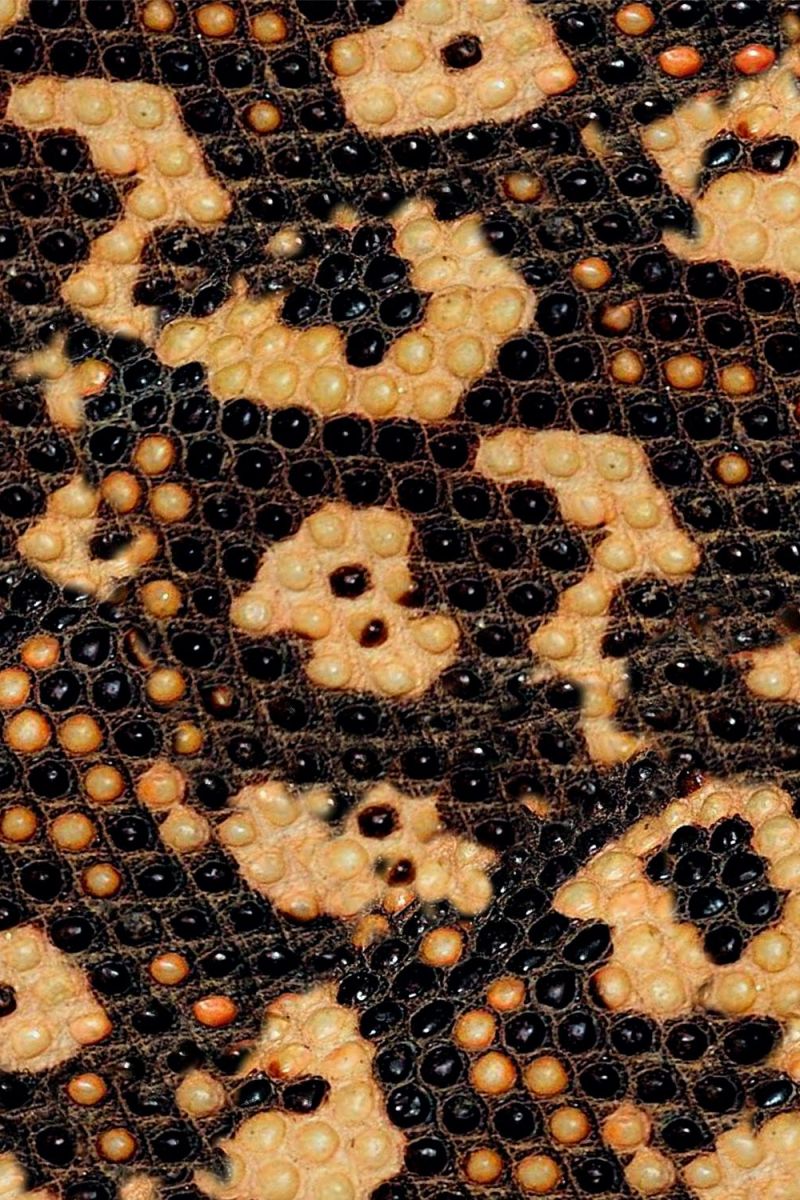 Gila Monster Skin 24
