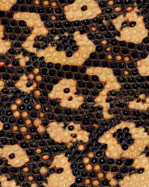 Gila Monster Skin 24