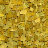 Ginkgo-Biloba-Leaves.jpg