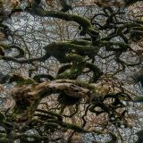Gnarly-Camo-23.jpg